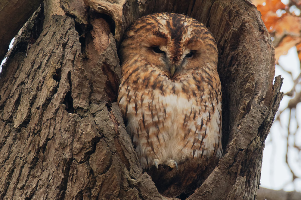 Tawny Owl.
