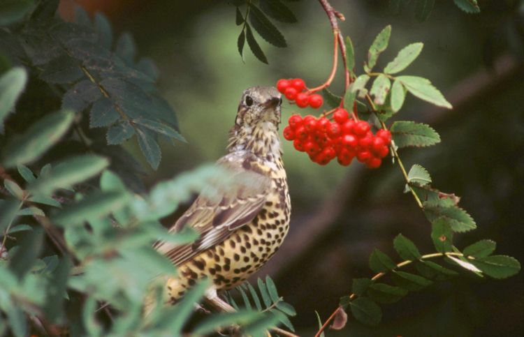 Mistle Thrush by Tommy Holden