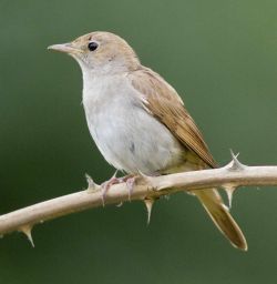 Fenland Nightingales | BTO - British Trust for Ornithology