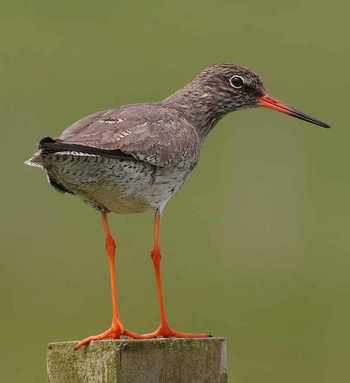 Redshank by Jill Pakenham