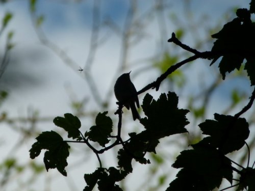 Goldcrest (and wee beastie) by Mark Wilson