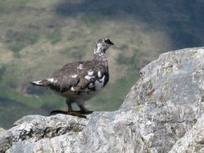 Ptarmigan male on Beinn Sgulaird