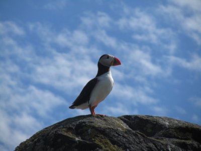 Puffin on the Isle of May