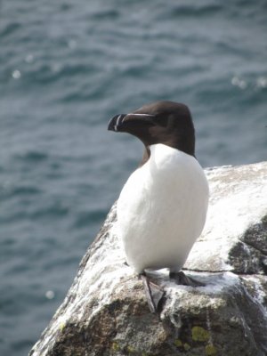 Razorbill on the Isle of May