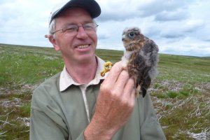 Alan Heavisides with a young merlin (Alan Heavisides collection)