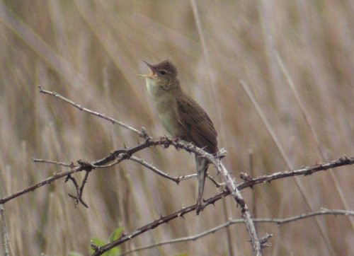 Grasshopper Warbler reeling, by Mark Wilson