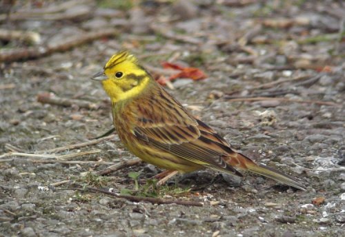 Yellowhammer, by Mark Wilson