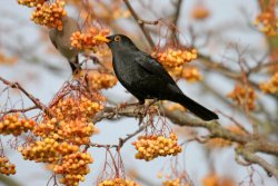 Blackbird by John Harding