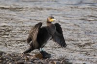 Cormorant by Edmund Fellowes