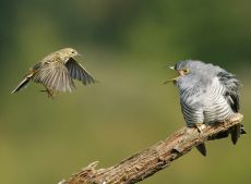 Cuckoo and Meadow Pipit by Edmund Fellowes 