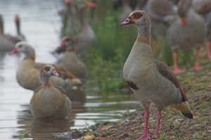 Egyptian goose by Rob Robinson