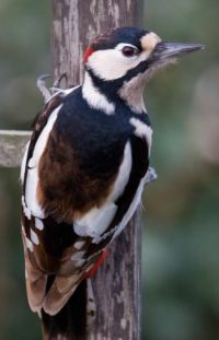 Great Spotted Woodpecker by John Harding