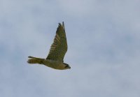 Peregrine by Jill Pakenham