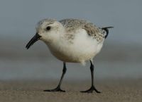 Sanderling by Neil Calbrade