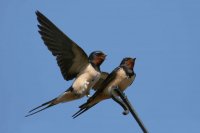 Swallows by Jill Pakenham