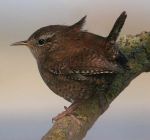 Wren by Jill Pakenham