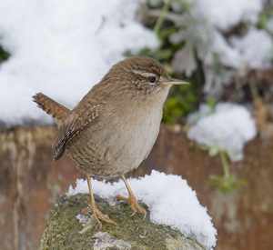 Wren by John Harding