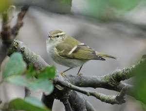 Yellow-browed Warbler by Joe Graham