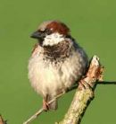 House Sparrow by John Harding