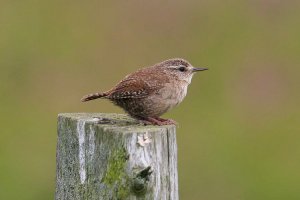 Wren by Jill Pakenham